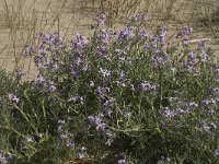 Matthiola sinuata 6, Saxifraga-Jan van der Straaten