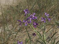 Matthiola sinuata 7, Saxifraga-Jan van der Straaten