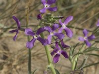 Matthiola sinuata 8, Saxifraga-Jan van der Straaten