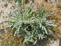 Matthiola sinuata 9, Saxifraga-Rutger Barendse