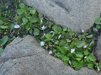 Mazus pumilus