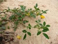 Medicago italica