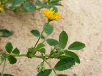 Medicago italica 2, Saxifraga-Ed Stikvoort