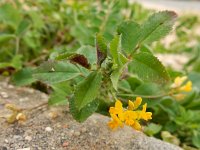 Medicago italica 3, Saxifraga-Ed Stikvoort