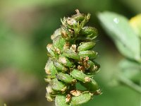 Medicago lupulina 17, Hopklaver, Saxifraga-Sonja Bouwman