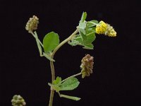 Medicago lupulina 1, Hopklaver, Saxifraga-Marijke Verhagen