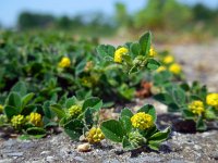 Medicago lupulina 10, Hopklaver, Saxifraga-Ed Stikvoort