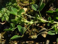 Medicago lupulina 11, Hopklaver, Saxifraga-Rutger Barendse