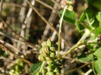 Medicago lupulina 12, Hopklaver, Saxifraga-Rutger Barendse