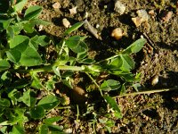 Medicago lupulina 13, Hopklaver, Saxifraga-Rutger Barendse