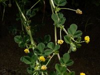 Medicago lupulina 14, Hopklaver, Saxifraga-Ed Stikvoort