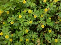 Medicago lupulina 18, Hopklaver, Saxifraga-Peter Meininger