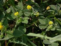 Medicago lupulina 2, Hopklaver, Saxifraga-Peter Meininger