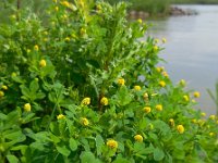 Medicago lupulina 3, Hopklaver, Saxifraga-Ed Stikvoort