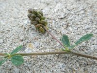 Medicago lupulina 5, Hopklaver, Saxifraga-Ed Stikvoort