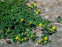 Medicago lupulina 6, Hopklaver, Saxifraga-Ed Stikvoort