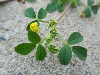 Medicago lupulina 7, Hopklaver, Saxifraga-Ed Stikvoort