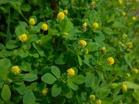 Medicago lupulina 8, Hopklaver, Saxifraga-Ed Stikvoort