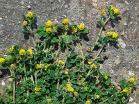 Medicago lupulina 9, Hopklaver, Saxifraga-Ed Stikvoort