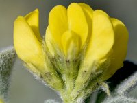 Medicago marina 36, Saxifraga-Sonja Bouwman  Sea medick - Medicago marina - Fabaceae familie