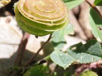 Medicago orbicularis 1, Saxifraga-Rutger Barendse