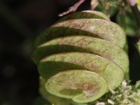 Medicago orbicularis 2, Saxifraga-Rutger Barendse