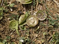 Medicago orbicularis 3, Saxifraga-Jan van der Straaten