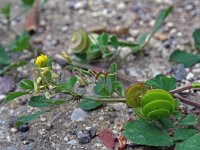 Medicago orbicularis 4, Saxifraga-Jeroen Willemsen