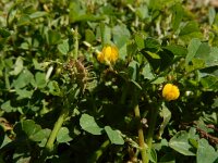 Medicago polymorpha 24, Ruige rupsklaver, Saxifraga-Ed Stikvoort