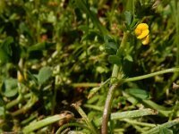 Medicago polymorpha 25, Ruige rupsklaver, Saxifraga-Ed Stikvoort