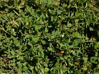 Medicago polymorpha 26, Ruige rupsklaver, Saxifraga-Ed Stikvoort