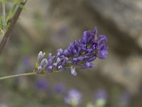 Medicago sativa 26, Luzerne, Saxifraga-Willem van Kruijsbergen