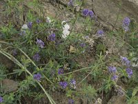 Medicago sativa 27, Luzerne, Saxifraga-Willem van Kruijsbergen