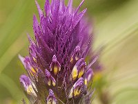 Melampyrum arvense 39, Wilde Weit, Saxifraga-Luuk Vermeer