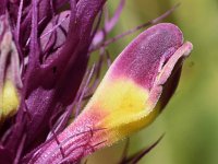 Melampyrum arvense 43, Wilde weit, Saxifraga-Sonja Bouwman  898. Wilde weit - Melampyrum arvense - Orobanchaceae familie (i)