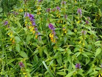 Melampyrum nemorosum 19, Saxifraga-Hans Grotenhuis