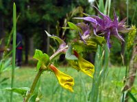 Melampyrum nemorosum 21, Saxifraga-Hans Grotenhuis