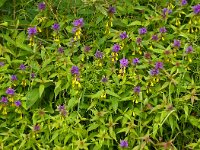 Melampyrum nemorosum 23, Saxifraga-Hans Grotenhuis