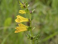 Melampyrum pratense 33, Hengel, Saxifraga-Willem van Kruijsbergen