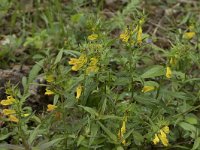 Melampyrum pratense 34, Hengel, Saxifraga-Willem van Kruijsbergen