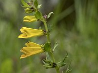 Melampyrum pratense 35, Hengel, Saxifraga-Willem van Kruijsbergen