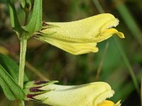 Melampyrum pratense 38, Hengel, Saxifraga-Sonja Bouwman  585. Hengel - Melampyrum pratense - Orobanchaceae familie (i)