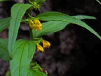 Melampyrum sylvaticum 10, Saxifraga-Ed Stikvoort