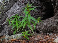 Melampyrum sylvaticum 12, Saxifraga-Ed Stikvoort