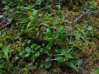 Melampyrum sylvaticum 13, Saxifraga-Ed Stikvoort