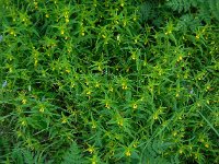 Melampyrum sylvaticum 14, Saxifraga-Ed Stikvoort