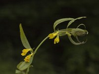 Melampyrum sylvaticum 15, Saxifraga-Marijke Verhagen