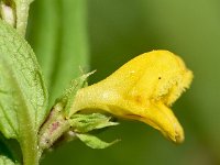 Melampyrum sylvaticum 17, Saxifraga-Sonja Bouwman  Boshengel - Melampyrum sylvaticum - Orobanchaceae familie