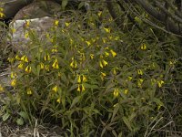 Melampyrum sylvaticum 2, Saxifraga-Marijke Verhagen