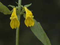 Melampyrum sylvaticum 3, Saxifraga-Marijke Verhagen